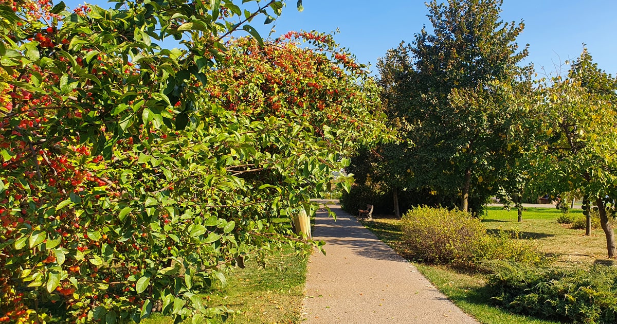 Parcul Dendrologic Chitila Idei De Weekend Dana Paraschiv