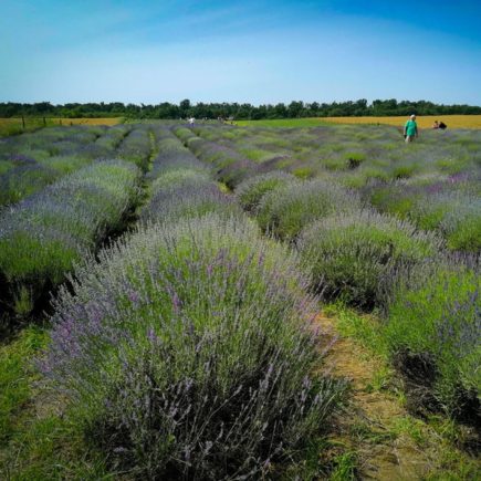 gradina de lavanda