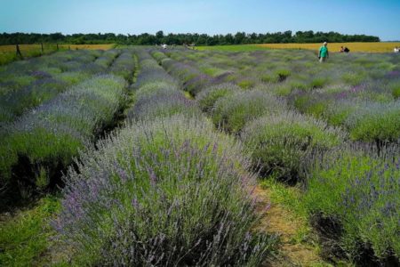 gradina de lavanda