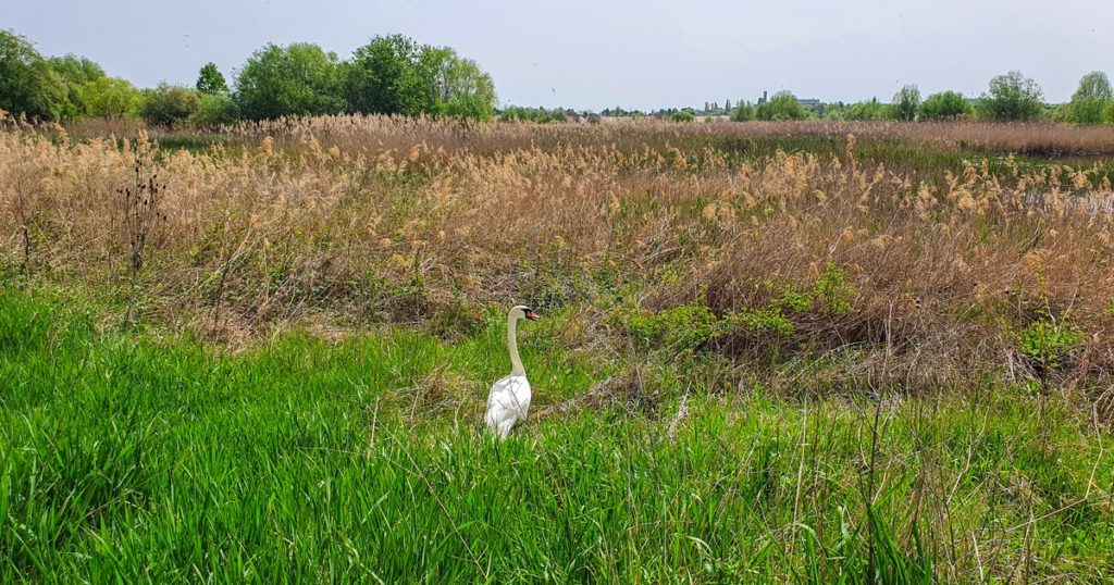 Lebada de mare surprinsa in stufaris, in Delta Vacaresti