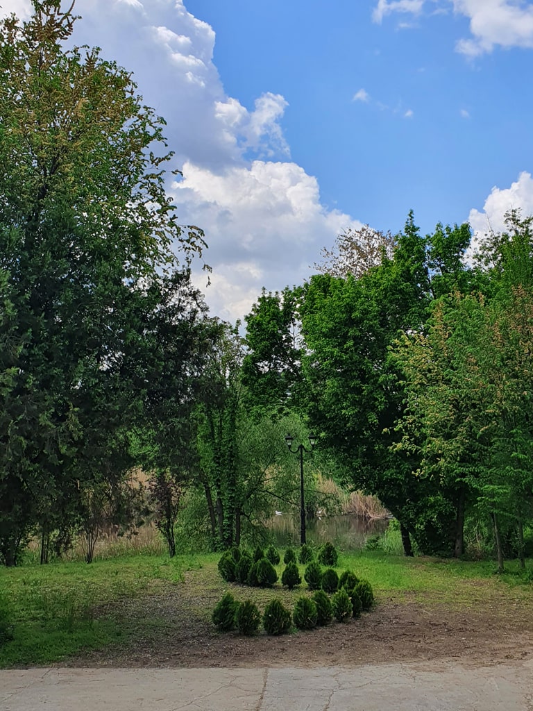 Arbusti pitici plantati in parc