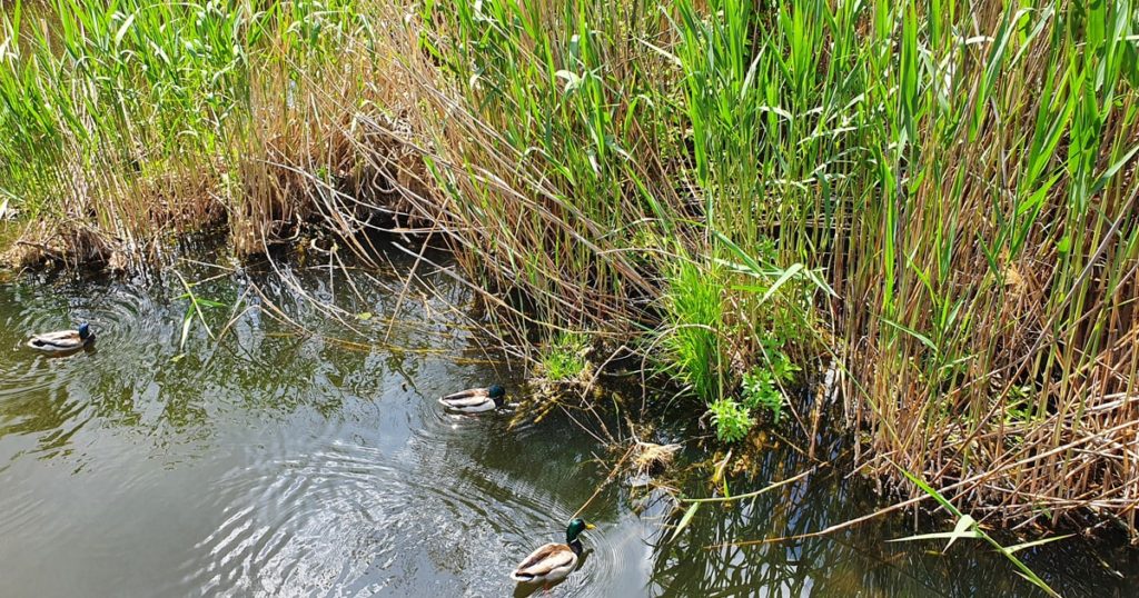 Lisite in cea de-a doua delta a Bucurestiului