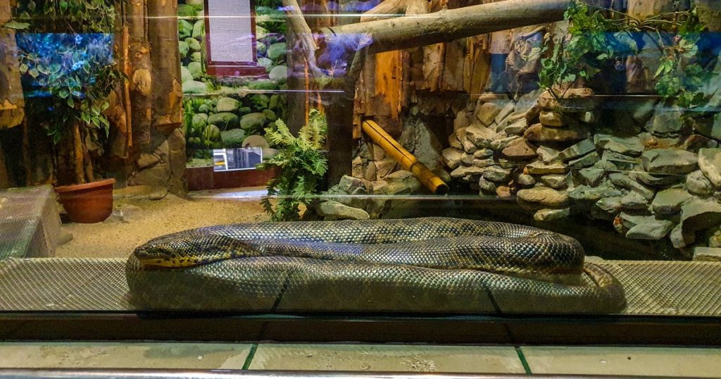 Anaconda verde - Zoo Baneasa