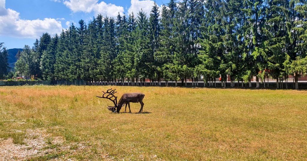 Cerb la Valea Zimbrilor din Vama Buzaului