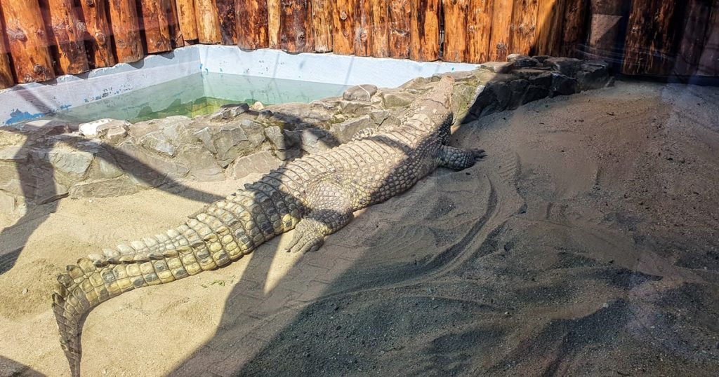 Crocodilul de Nil - Zoo Baneasa