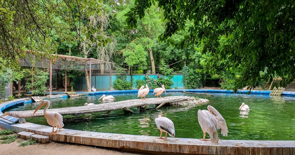 Pelicani - Zoo Baneasa