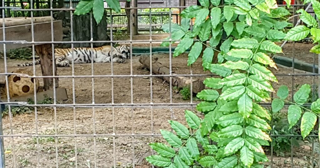 Tigrul siberian - Zoo Baneasa