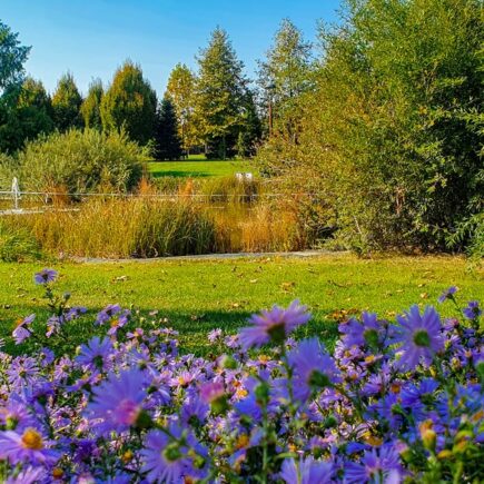 Plante si flori in Parcul Dendrologic Chitila