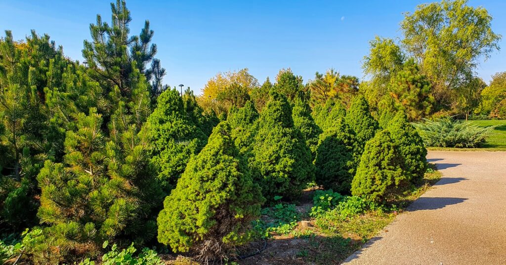 Specii de arbori si arbusti in Parcul Chitila