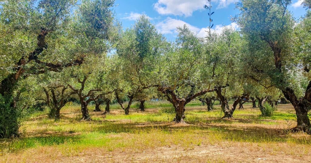 Livezi de maslini in Zakynthos